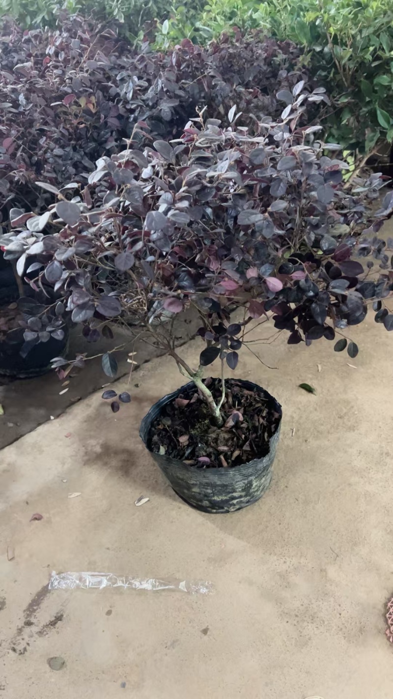红花继木基地，杯苗地苗，色泽鲜艳，植株健壮，各种规格齐全