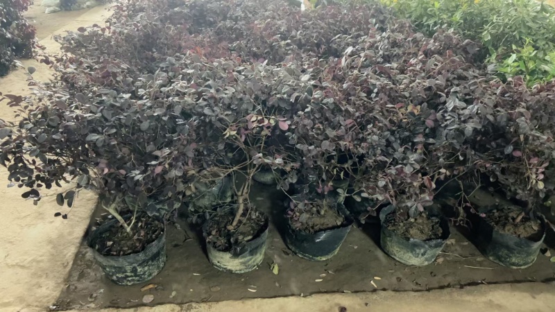 红花继木基地，杯苗地苗，色泽鲜艳，植株健壮，各种规格齐全