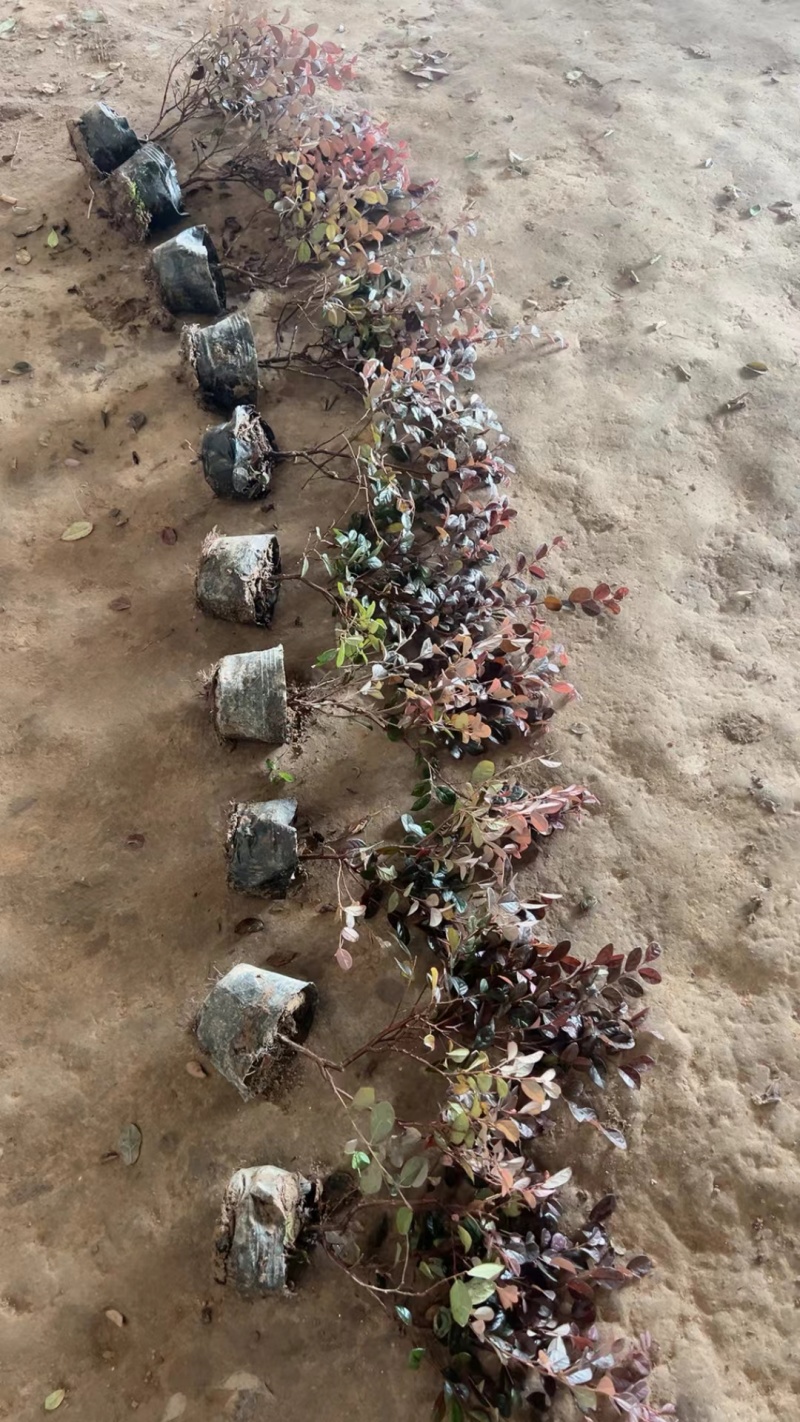 红花继木基地，杯苗地苗，色泽鲜艳，植株健壮，各种规格齐全