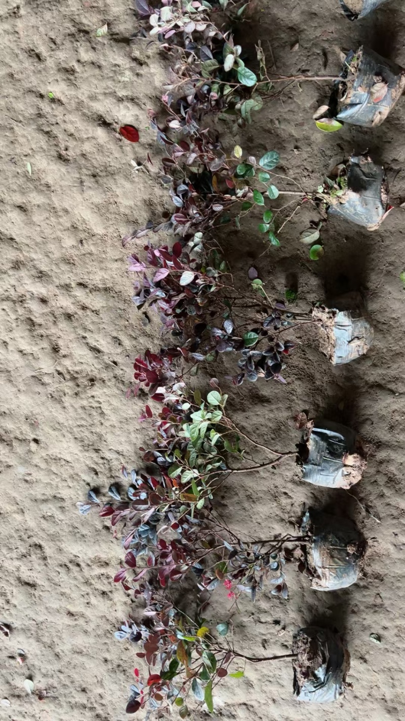 红花继木基地，杯苗地苗，色泽鲜艳，植株健壮，各种规格齐全