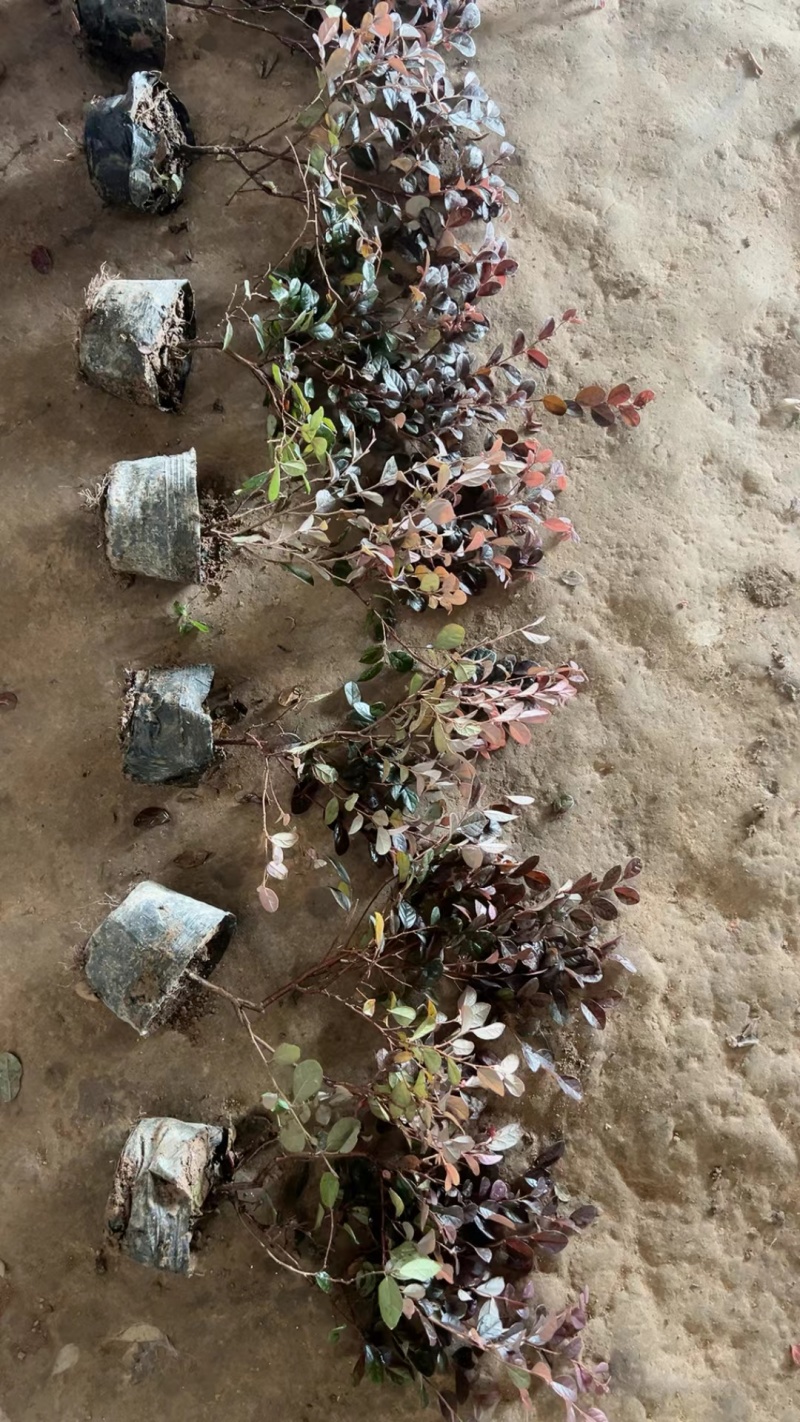 红花继木基地，杯苗地苗，色泽鲜艳，植株健壮，各种规格齐全