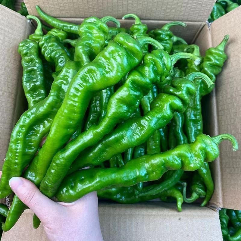 徐闻精品螺丝椒大量供应，产地直发，品质保证欢迎订购
