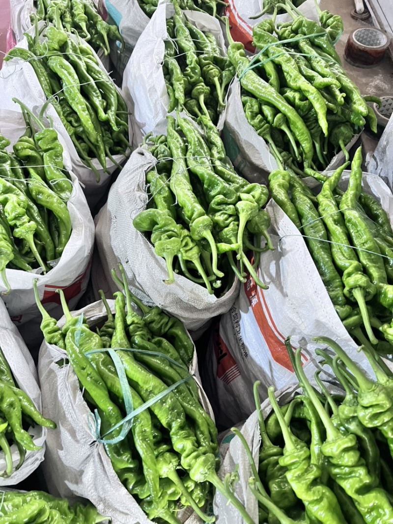 徐闻精品螺丝椒大量供应，产地直发，品质保证欢迎订购