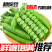 正宗云南新鲜豌豆带壳青豌豆荚蔬菜整箱批发价甜