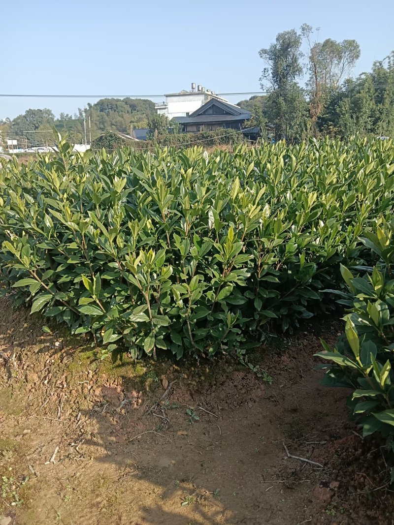 大果黄栀子苗，水栀子，山栀子苗
