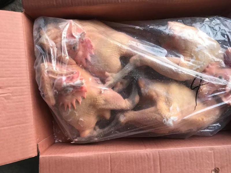 青脚麻公