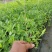 大果黄栀子苗，水栀子，山栀子苗