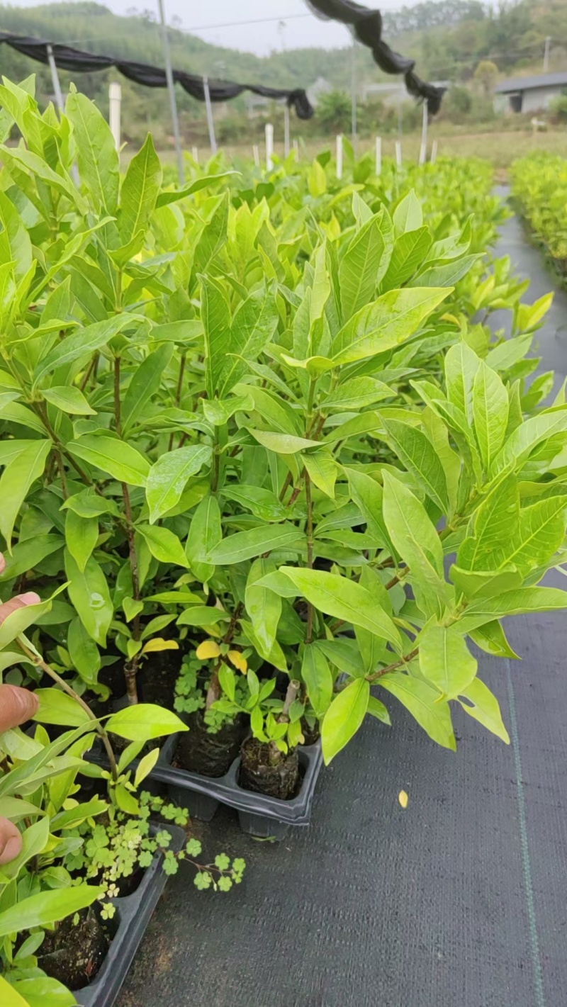大果黄栀子苗，水栀子，山栀子苗