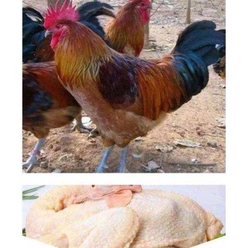青脚麻公