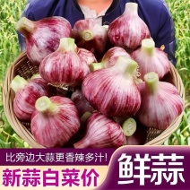 云南2025年新鲜红皮鲜蒜紫皮大蒜蒜种糖蒜腊云南鲜蒜早蒜