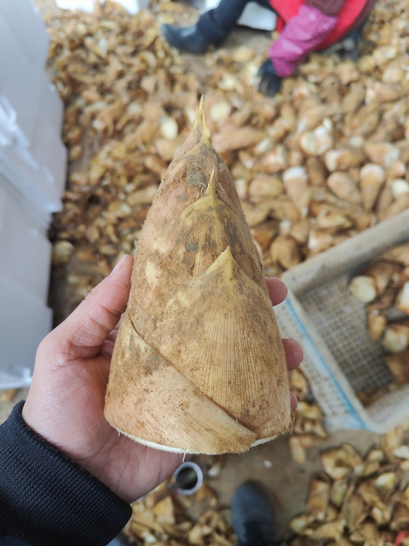 建瓯高山黄泥冬笋，肉质鲜嫩，可批可零，支持一件代发