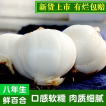 甘肃兰州百合新鲜百合新鲜天然食用甜百合非干农家160g