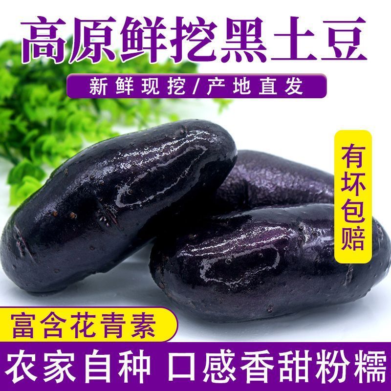 青海特产新鲜黑土豆黑金刚紫色大马铃薯乌洋芋小土豆富含花青