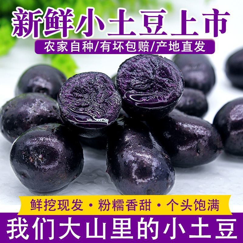 青海特产新鲜黑土豆黑金刚紫色大马铃薯乌洋芋小土豆富含花青