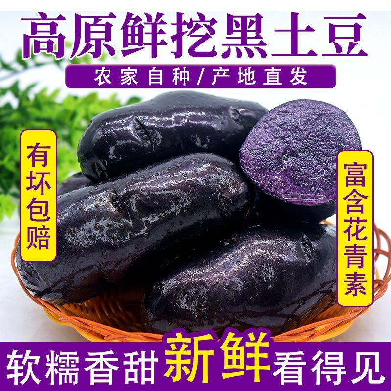 青海特产新鲜黑土豆黑金刚紫色大马铃薯乌洋芋小土豆富含花青