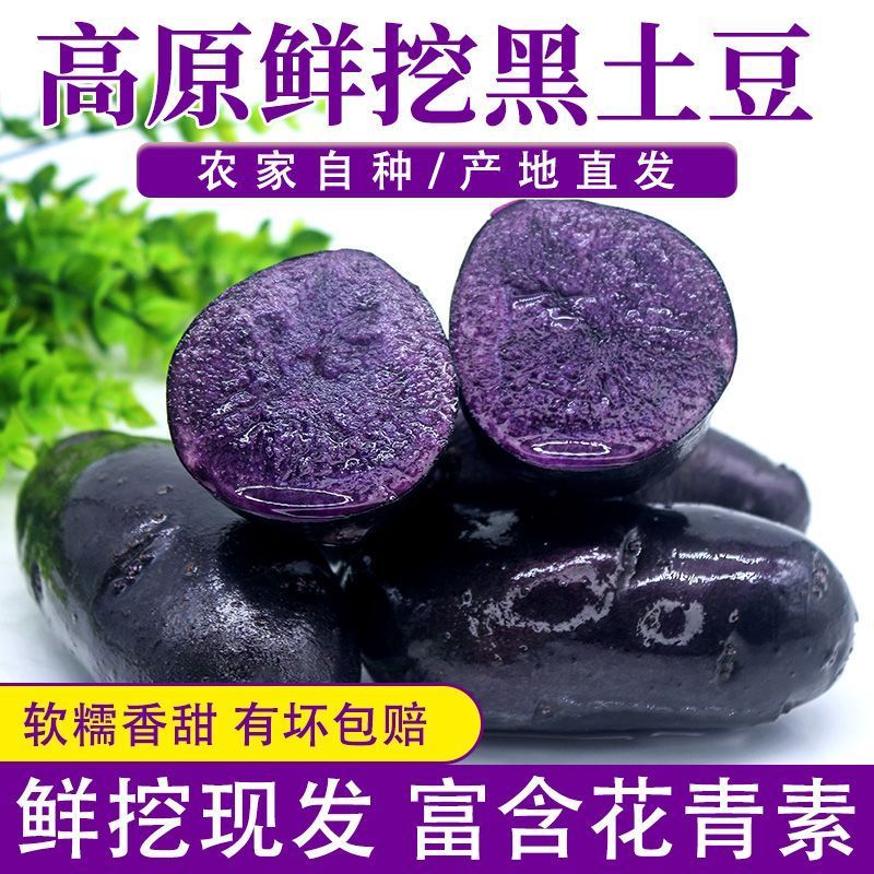 青海特产新鲜黑土豆黑金刚紫色大马铃薯乌洋芋小土豆富含花青