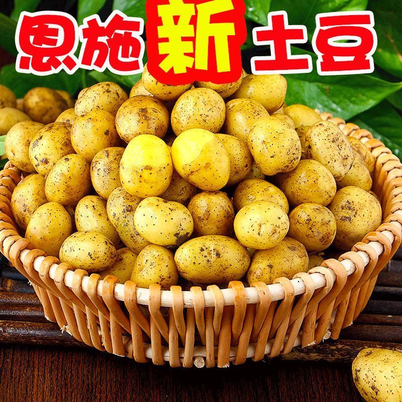 【恩施富硒小土豆】黄皮黄心土豆批发新鲜蔬菜洋芋现挖马铃薯