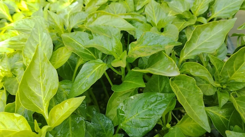 辣椒苗，黄皮椒苗，苗根粗壮，品种齐全，基地直供，欢迎咨询