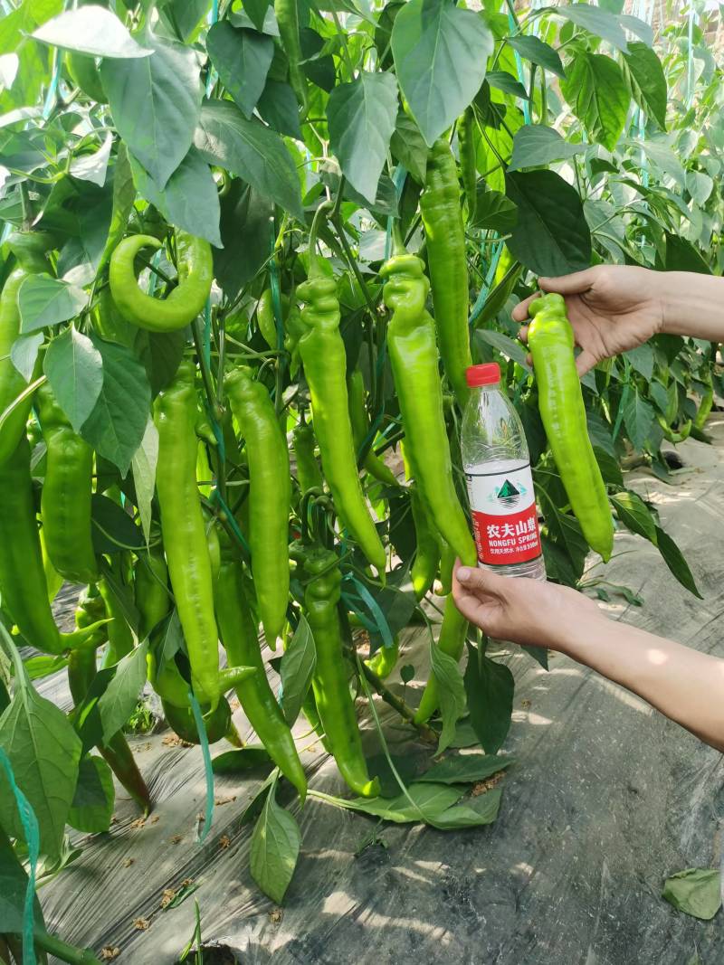 辣椒苗，黄皮椒苗，苗根粗壮，品种齐全，基地直供，欢迎咨询