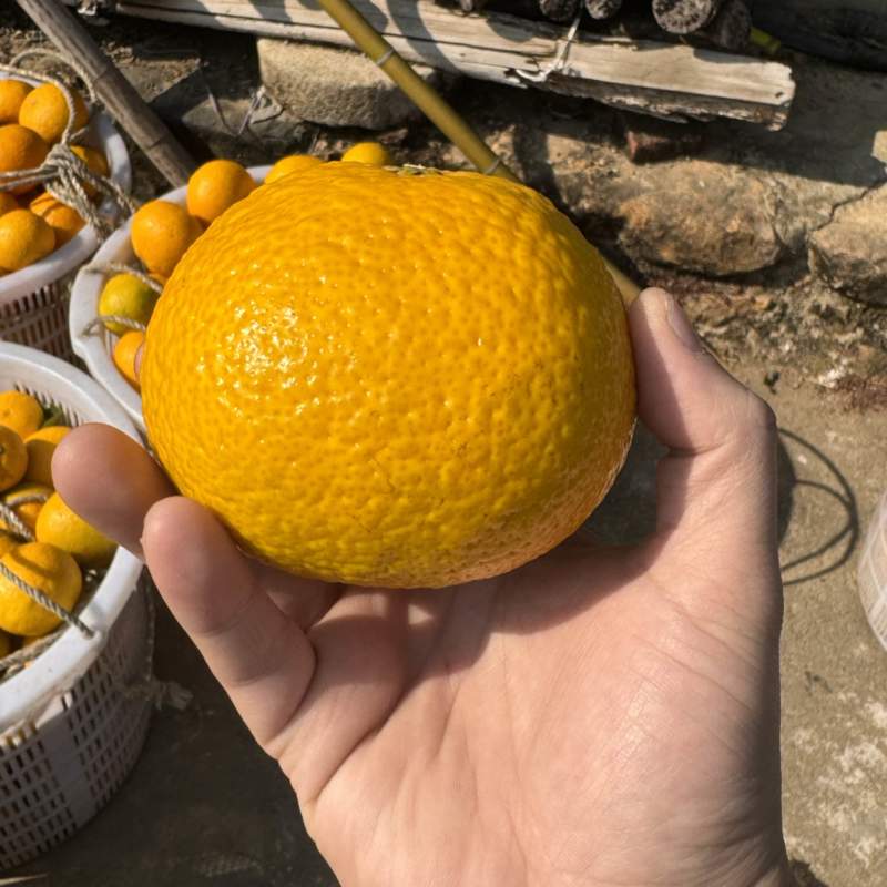 甜心柚大量现货