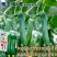 春润油靓丝瓜种子口感好油绿短棒早熟高产商品性佳农家春秋播