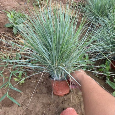 精品蜜糖草优质蜜糖草基地自产自销