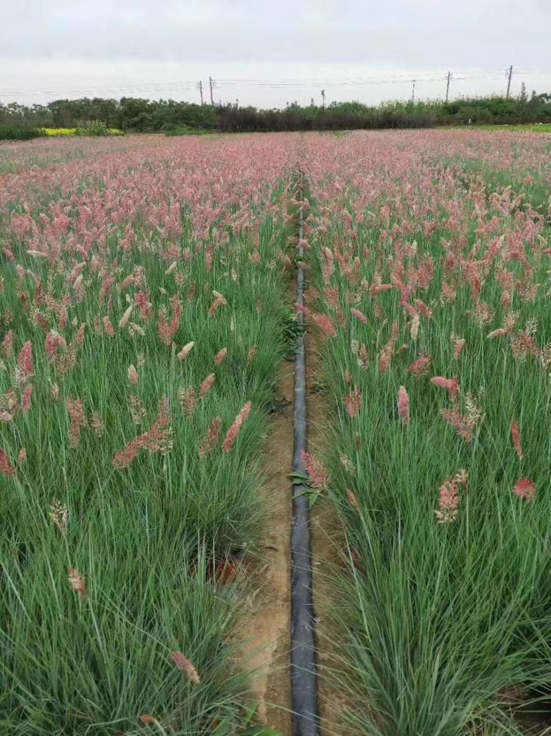 精品蜜糖草优质蜜糖草基地自产自销