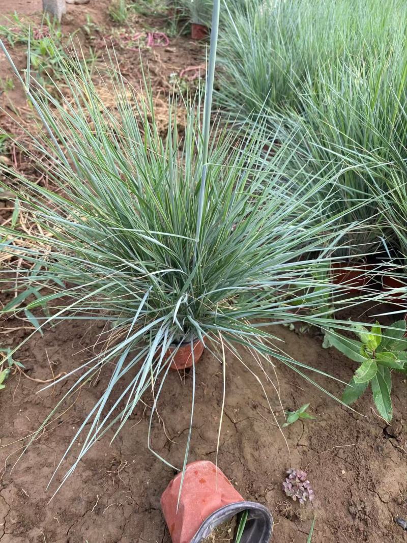 精品蜜糖草优质蜜糖草基地自产自销