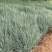 精品蜜糖草优质蜜糖草基地自产自销