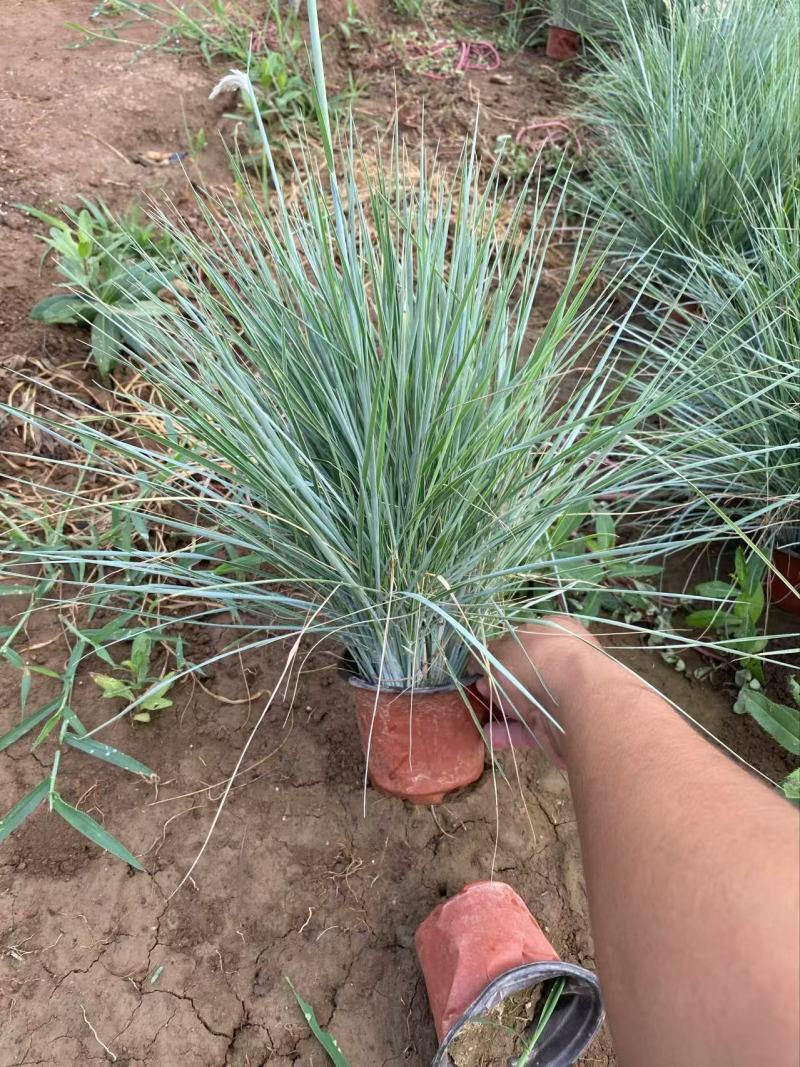 精品蜜糖草优质蜜糖草基地自产自销