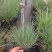 精品蜜糖草优质蜜糖草基地自产自销