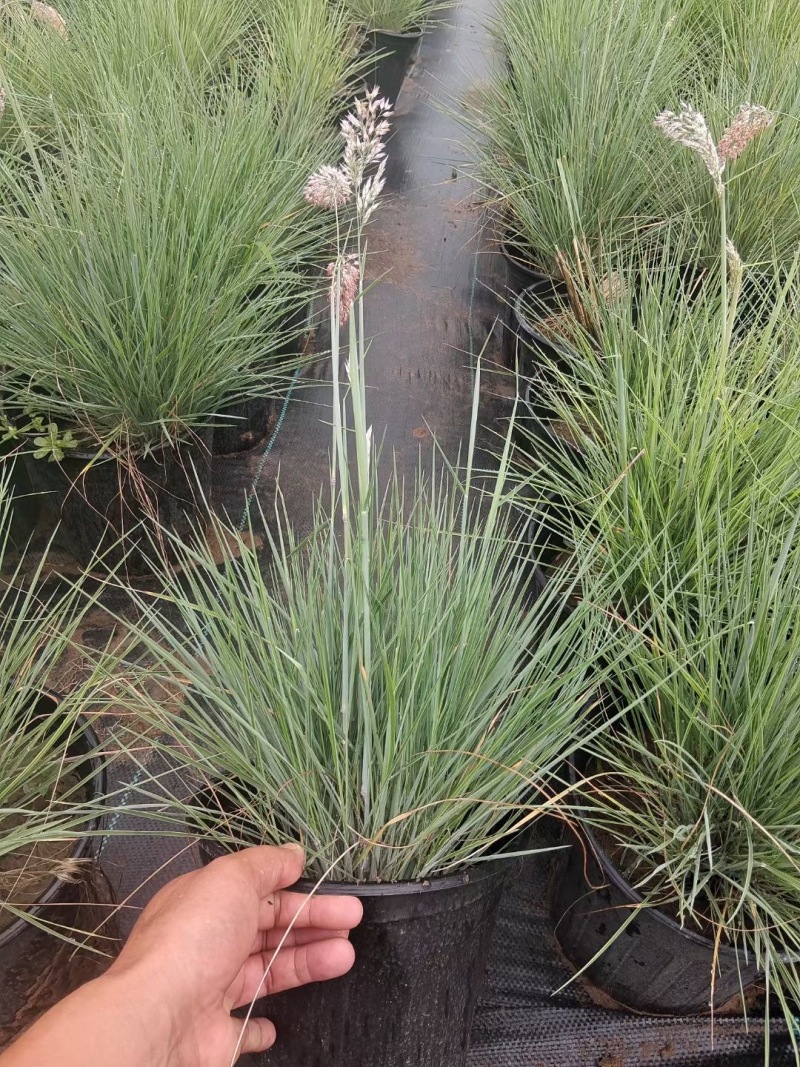 精品蜜糖草优质蜜糖草基地自产自销