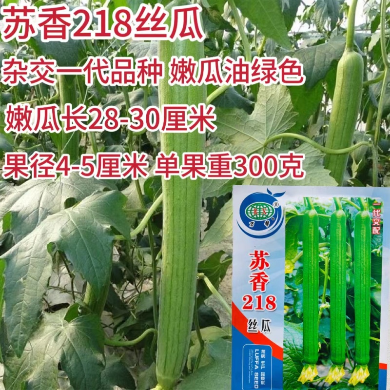 长香丝瓜种子高产耐老丝瓜种子四季南方北方丝瓜籽丝瓜种子
