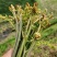 红油四季香椿芽