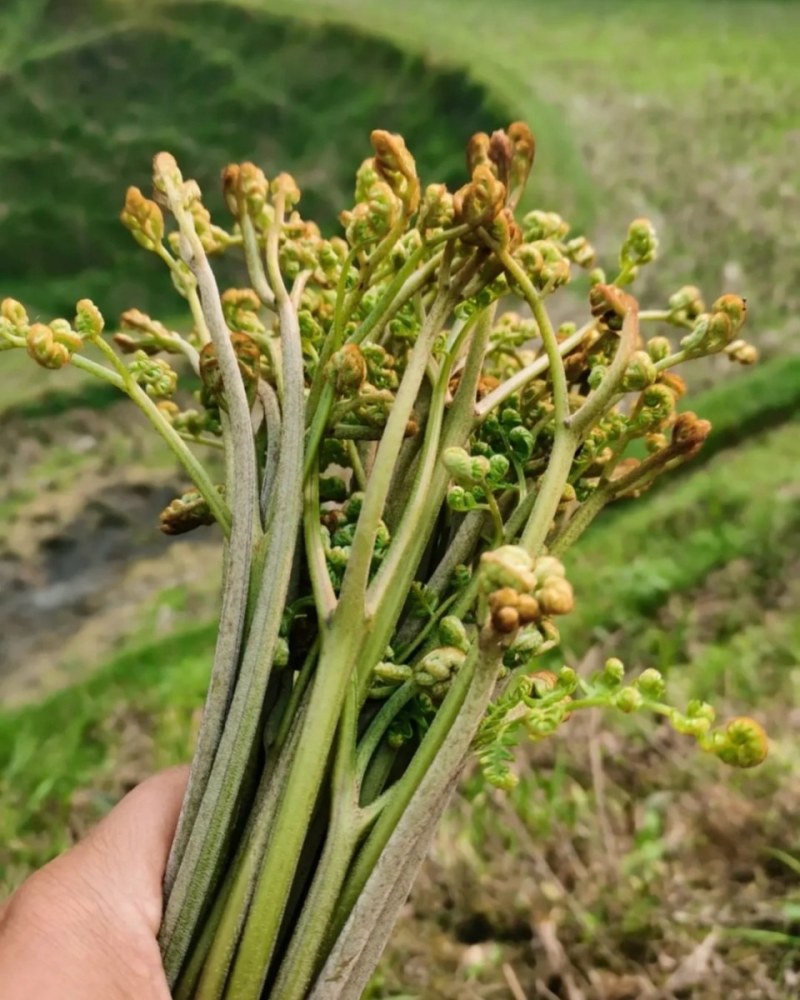 红油四季香椿芽