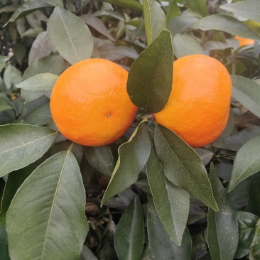 精品沃柑