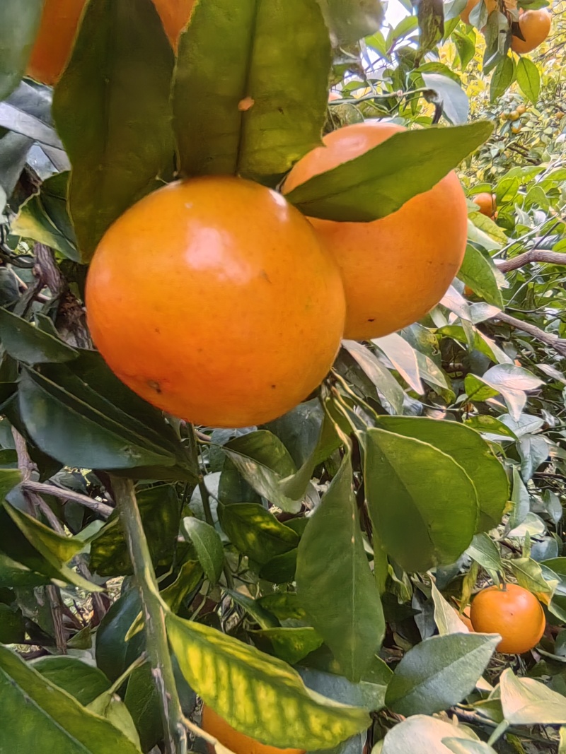 精品沃柑
