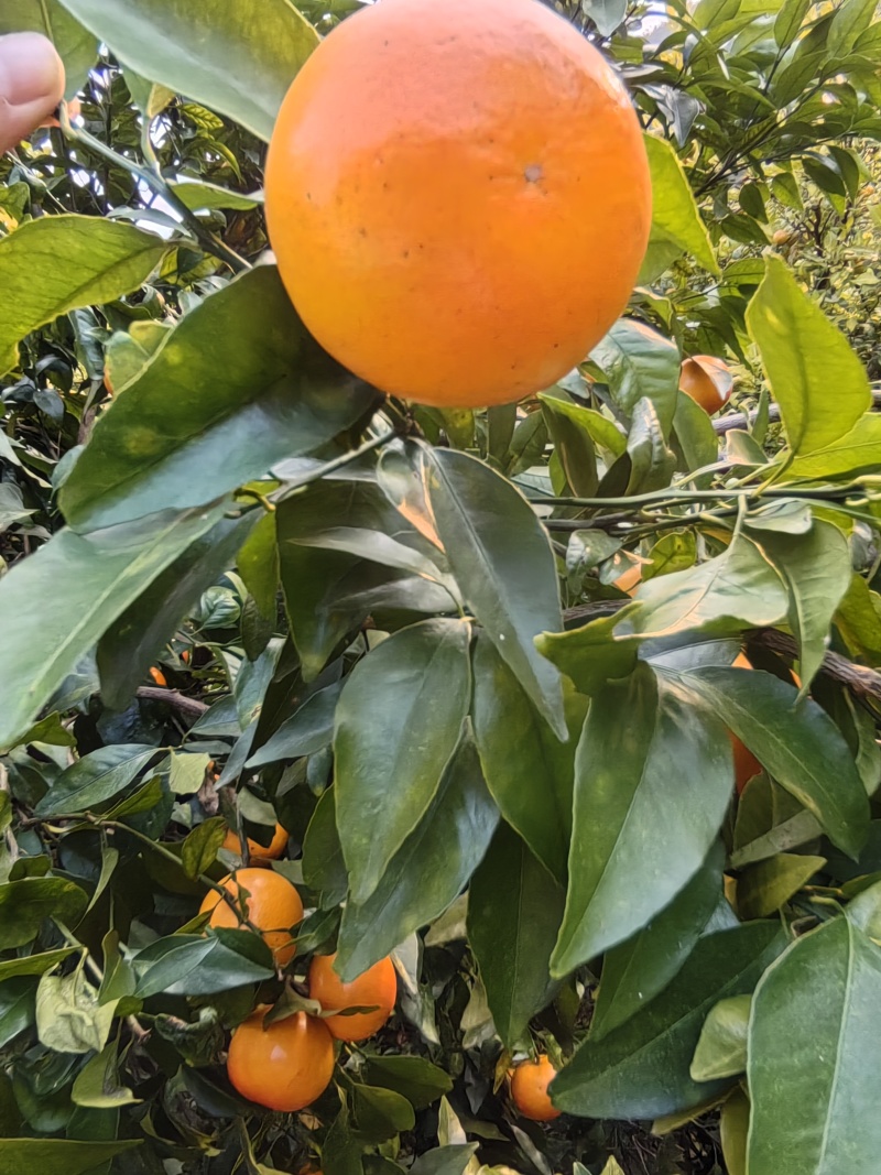 精品沃柑