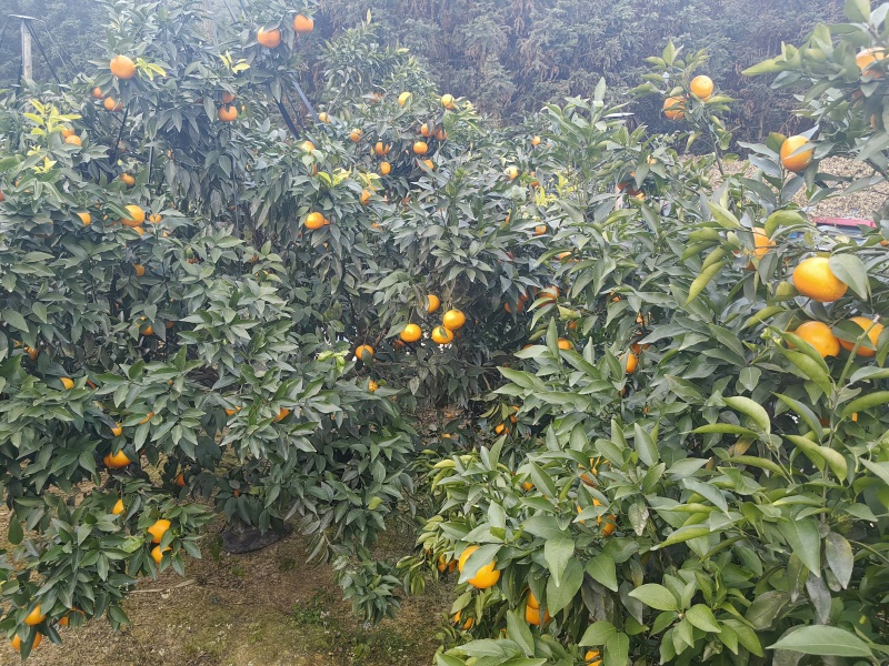 精品沃柑