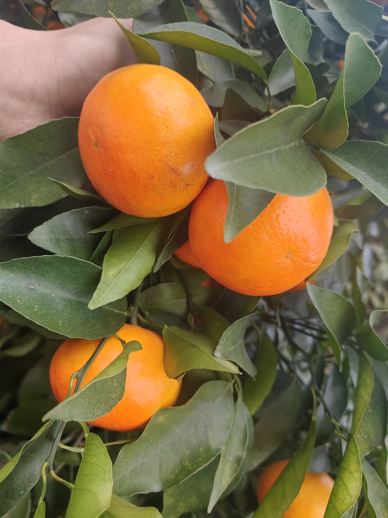 精品沃柑