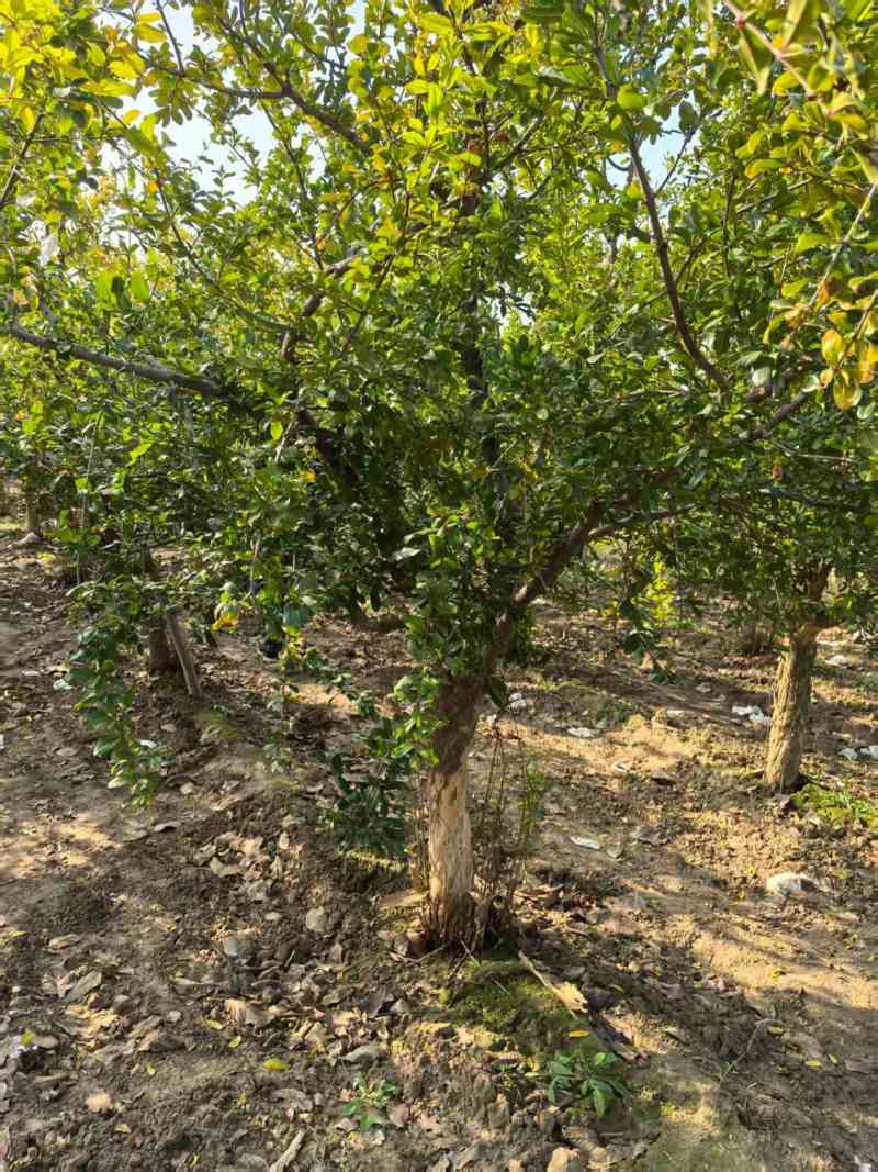河阴软籽石榴苗树苗成活率高树形好规格全支持技术指导