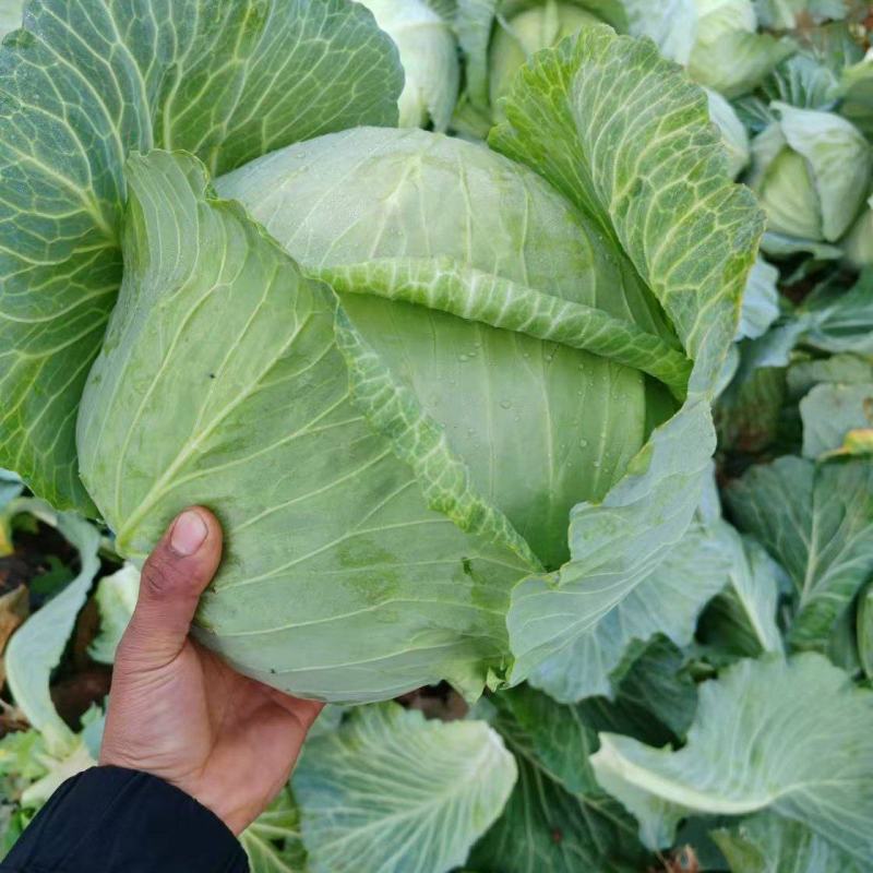 攀枝花京丰一号