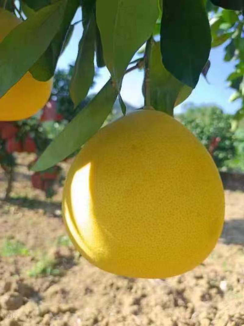 红心蜜柚果树