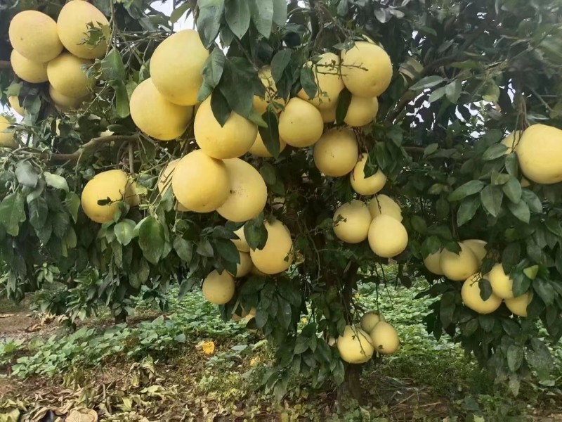 红心蜜柚果树