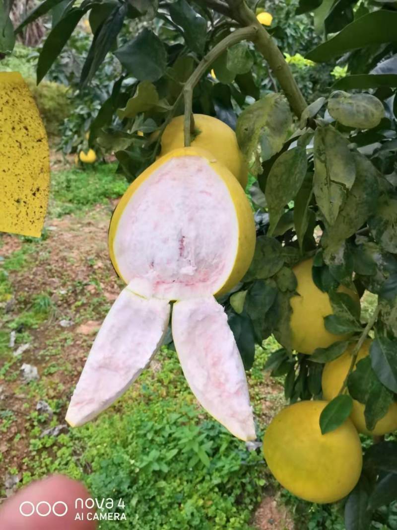 红心蜜柚果树