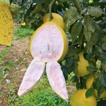 红心蜜柚果树