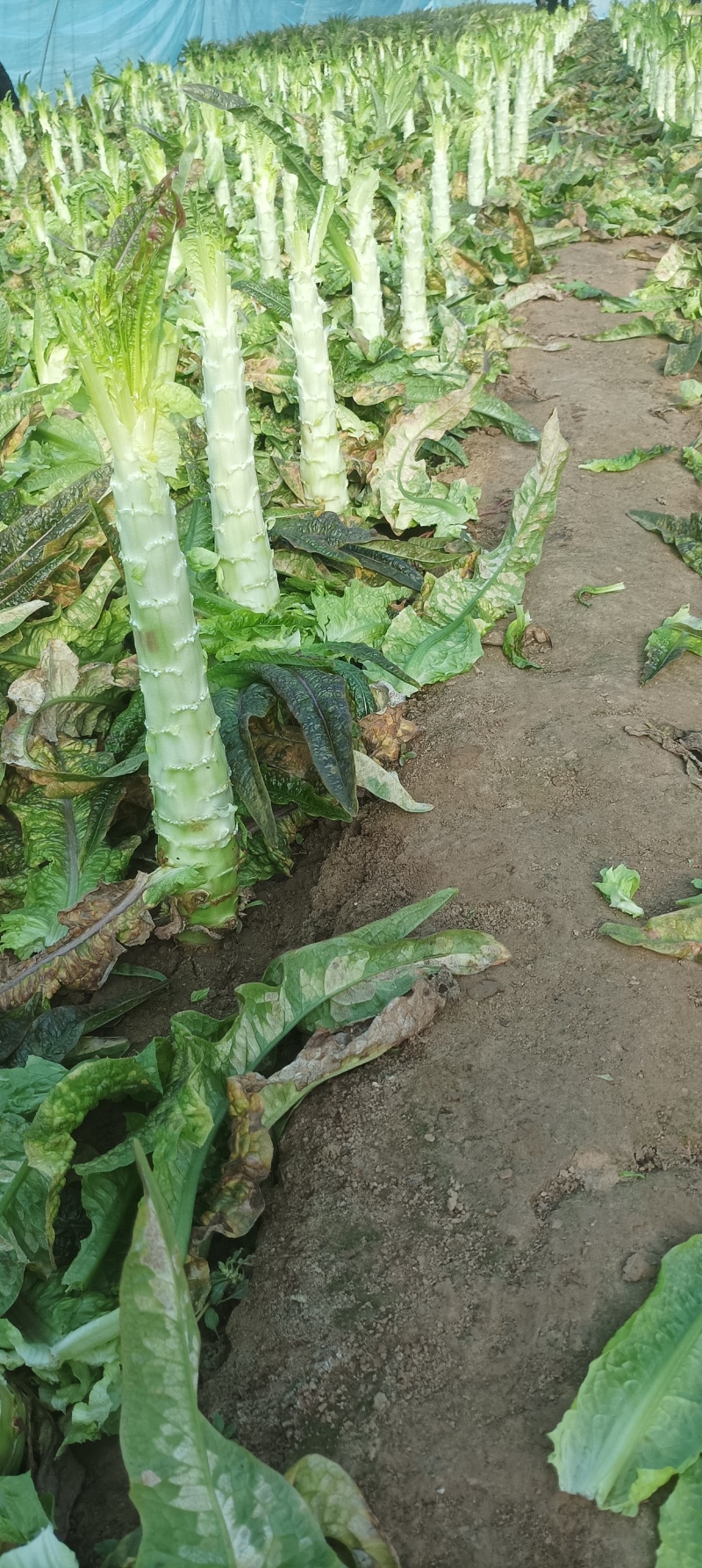莴笋杆子大量有货，价格实惠