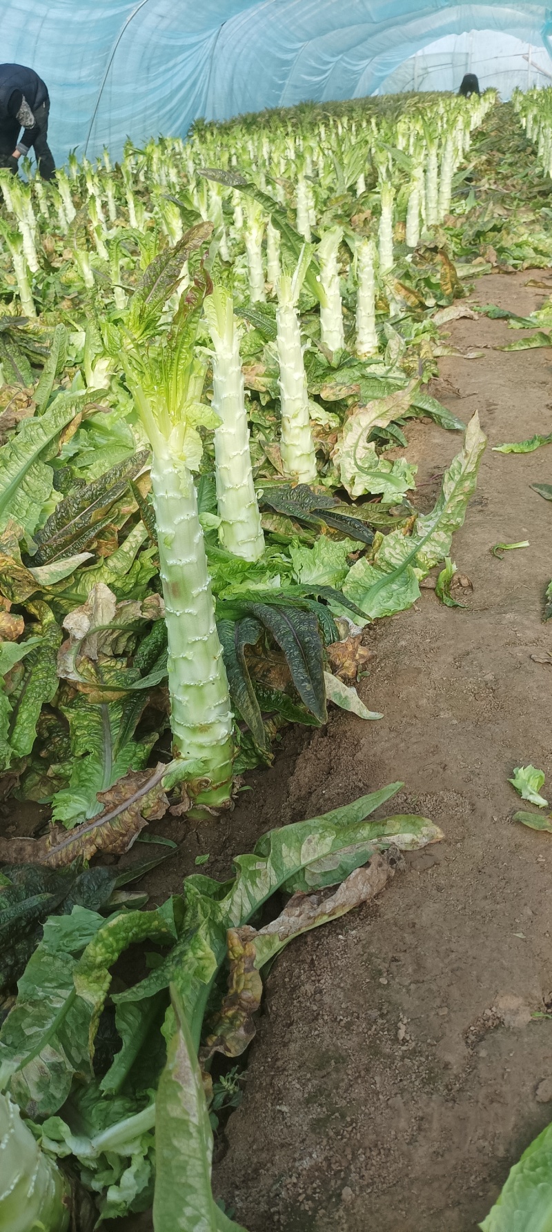 莴笋杆子大量有货，价格实惠