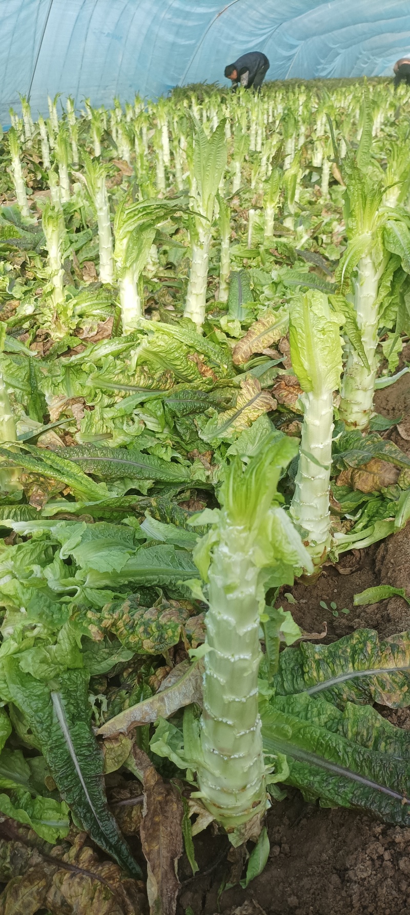 莴笋杆子大量有货，价格实惠