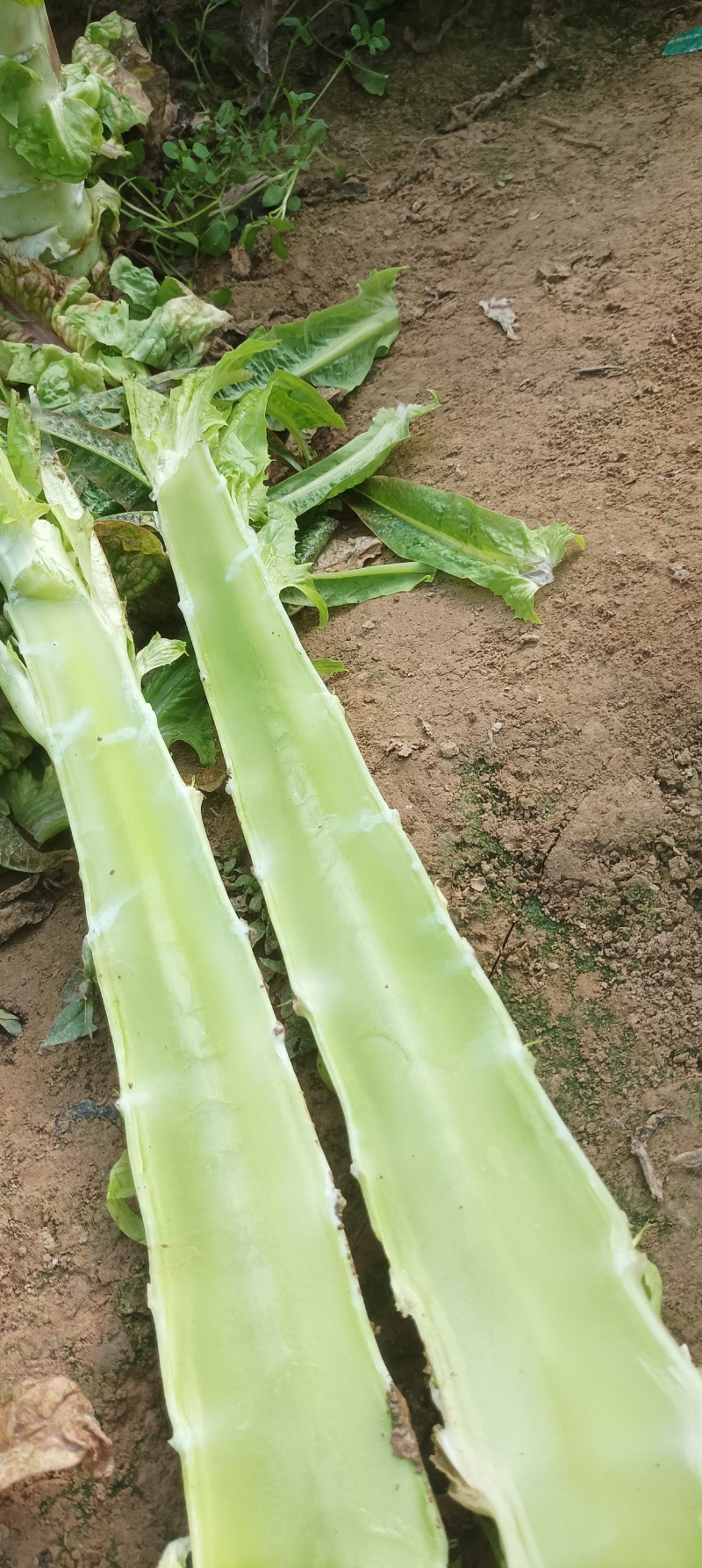 莴笋杆子大量有货，价格实惠